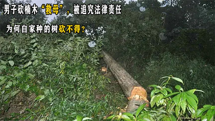 男子砍楠木“救母”，被追究法律责任，为何自家种的树砍不得？