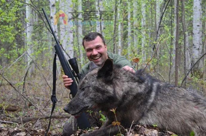 国外灰狼泛滥成灾，猎人一口气消灭十几只，灰狼凶猛程度让人意外