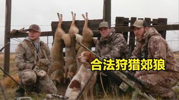 国外郊狼泛滥成灾，猎人受邀前去剿灭，几个小时竟收获5只！