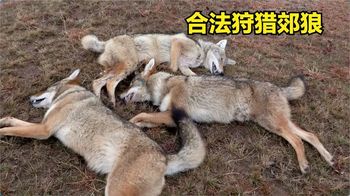 国外郊狼泛滥成灾，猎人几个小时就消灭3只，想不到还有意外收获