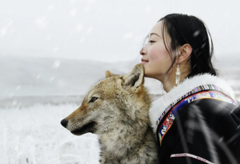 《重返狼群》电影解说文案