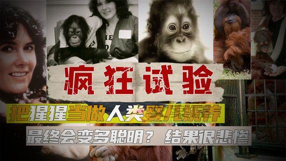 独家《纪录片》_44年前，一只猩猩被人类当婴儿抚养，最终考上了大学，结局如何？