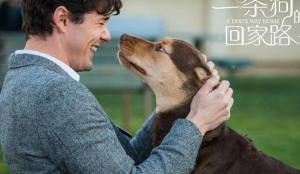 剧情电影《一条狗的回家路》解说文案/片源下载