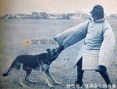 《兽性难驯》电影解说文案