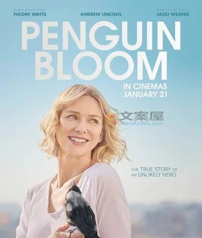 《企鹅布鲁姆》电影解说文案