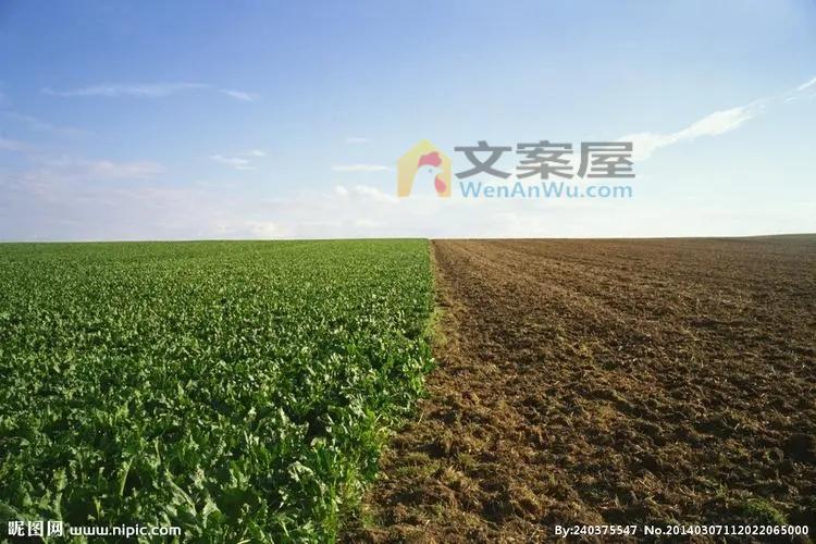 《大地》电影解说文案