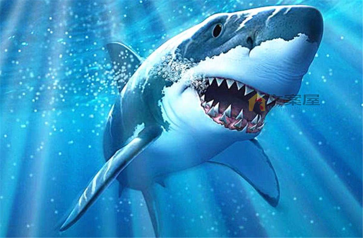 《鲨鱼》电影解说文案