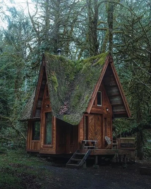 《林中小屋》电影解说文案