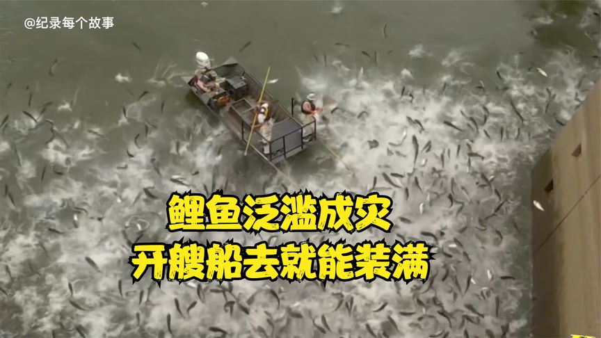 鲤鱼泛滥成灾，人们用奇葩方法消灭鲤鱼，在当地根本就没人喜欢吃