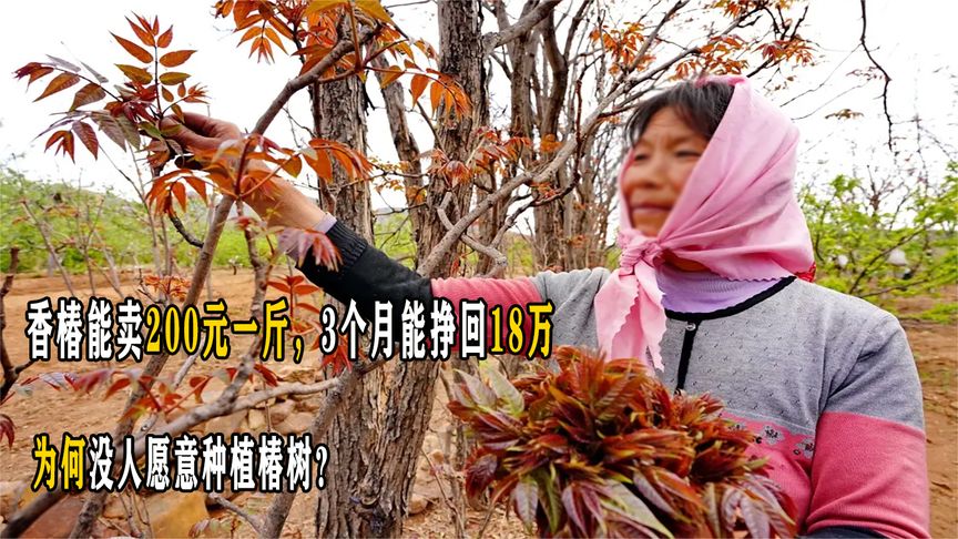 香椿能卖200元一斤，3个月能挣回18万，为何没人愿意种植椿树？