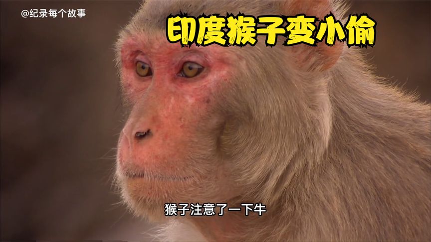 猕猴数量太多了，导致食物不够，很多猴子为了生存跑大街上做小偷