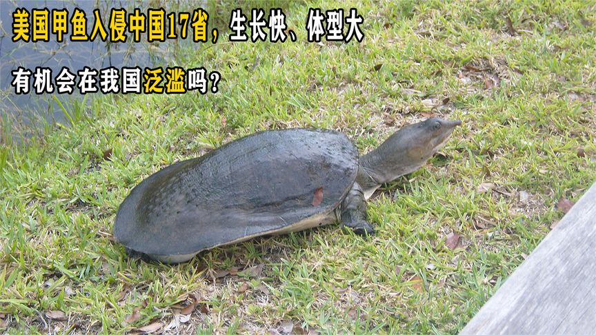美国甲鱼入侵中国17省，生长快、体型大，有机会在我国泛滥吗？