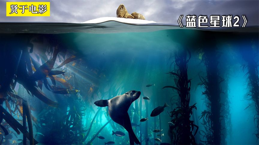 《蓝色星球2来看我吧》一部纪录片告诉你，海洋深处有什么？《蓝色星球2》