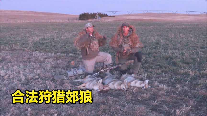 国外郊狼泛滥成灾，猎人一天成功消灭3只，保护牲畜赚取赏金！