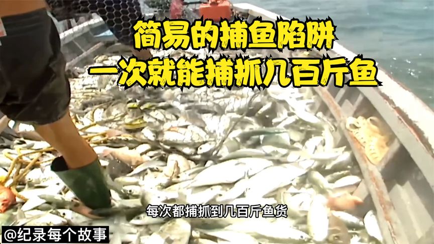 渔夫在海里制作简易捕鱼陷阱，一次就捕到几百斤，直接空运到国外