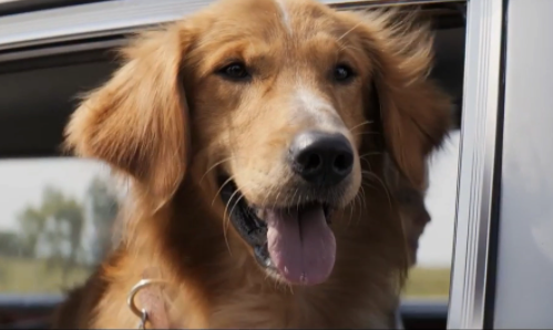 温情片《一条狗的使命》影评 解说素材 观后感