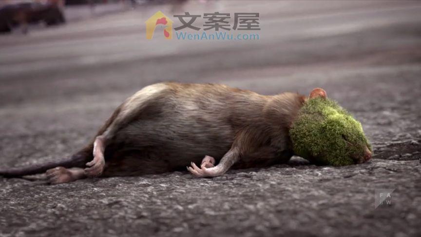 老鼠吃掉腐烂的食物，导致身体变异，最后竟毁灭了整个地球