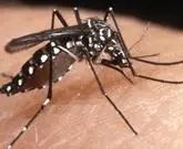 带毒的花蚊子是怎么入侵中国的，它到底从哪来？为何让人害怕？
