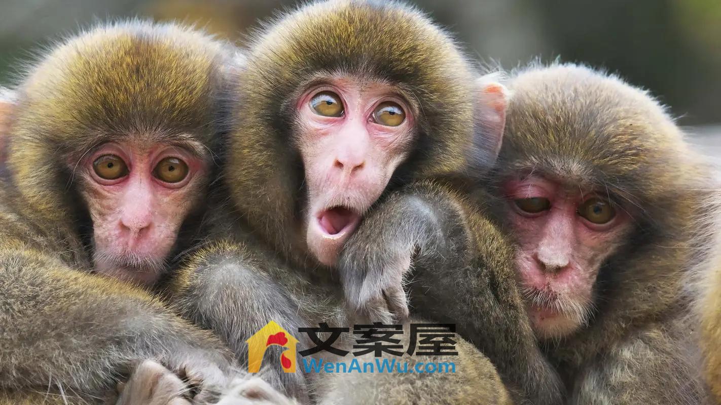 《三只猴子》电影解说文案