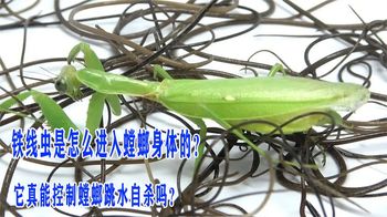 铁线虫是怎么进入螳螂身体的？它真能控制螳螂跳水自杀吗？