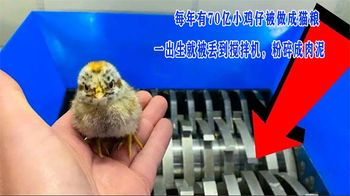 每年有70亿小鸡仔被做成猫粮，一出生就被丢到搅拌机，粉碎成肉泥