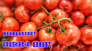 现在的番茄为何不好吃了，科学家历时研究4年，发现番茄变了？