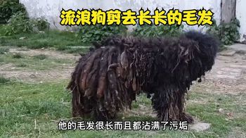 流浪狗毛发沾满泥土好心人把它收留，剃完毛发后的狗狗大有不同