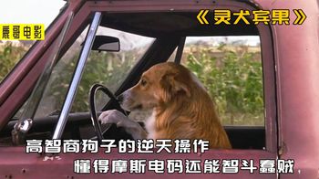 《夺命手术》高智商狗子的逆天操作，懂得摩斯电码还能智斗蠢贼