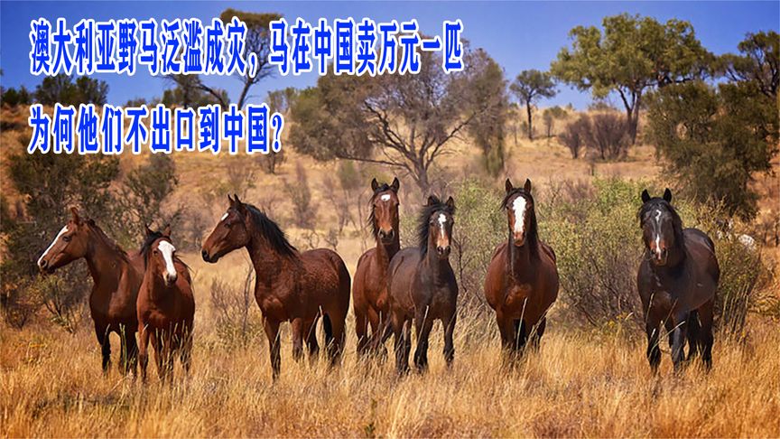 澳大利亚野马泛滥成灾，马在中国卖万元一匹，为何他们不出口？
