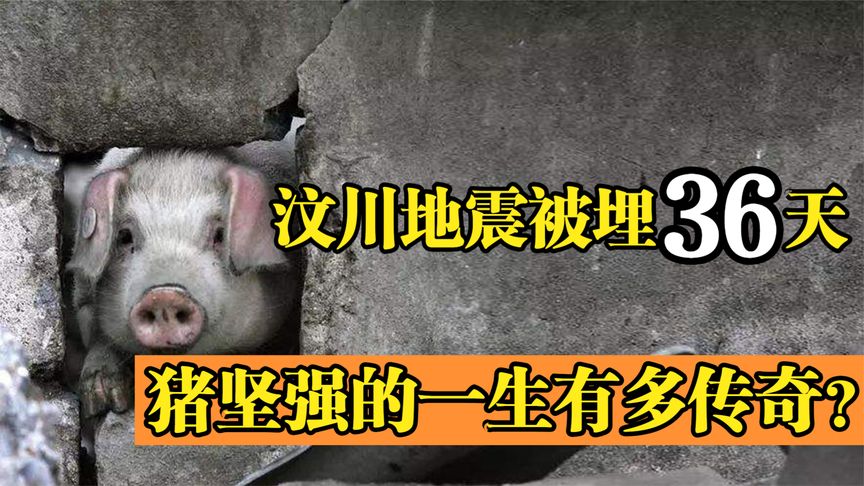 汶川地震被埋36天的猪坚强，救出后由专人饲养，它的一生有多传奇
