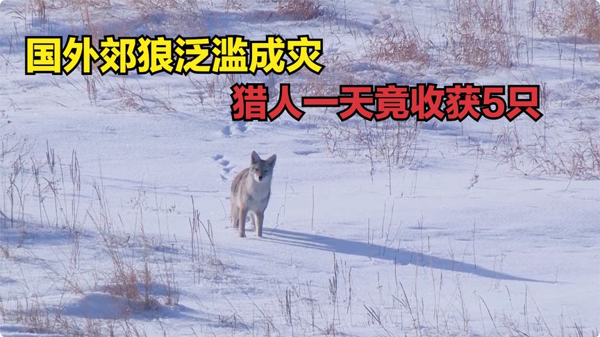 国外郊狼泛滥成灾，猎人开局就消灭3只，接下来更是惊喜不断！