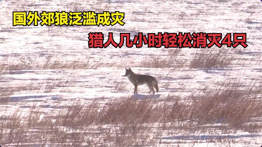 国外郊狼泛滥成灾，猎人开局就消灭2只，接下来更是惊喜不断！