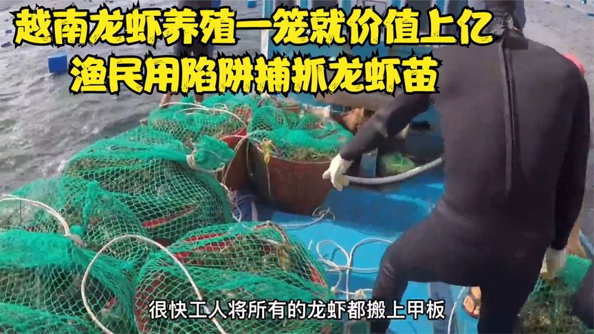 越南渔民养殖龙虾一笼价值上亿，渔民用特别的陷阱捕抓龙虾幼苗