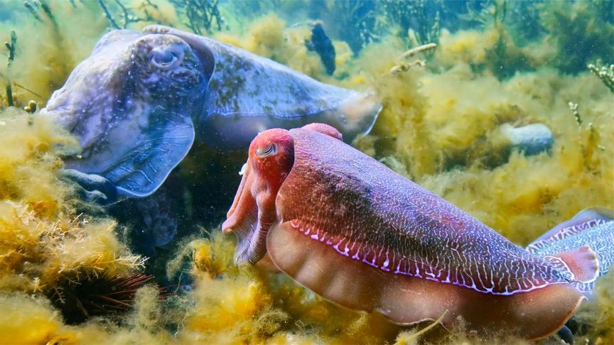 动物界最聪明的章鱼，其实还是一只“老六”，这波操作你服了没