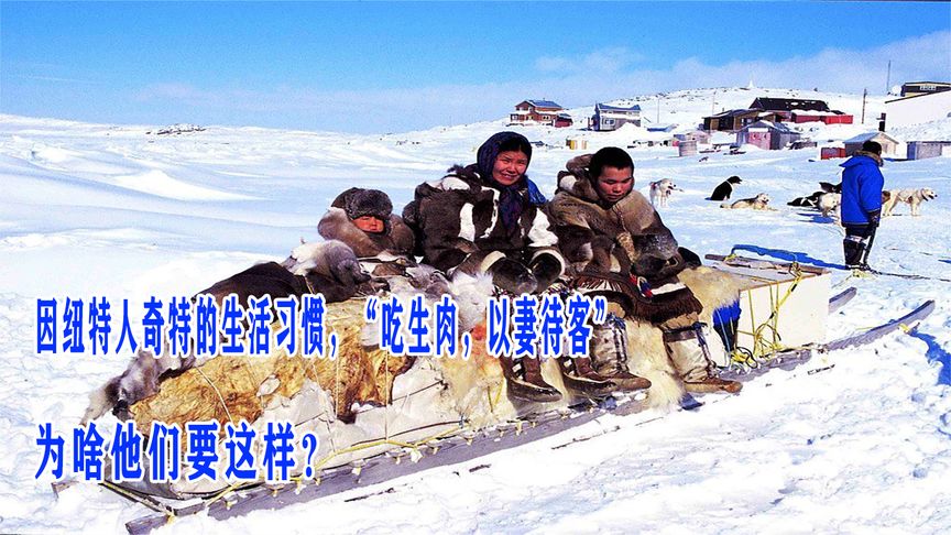 因纽特人奇特的生活习惯，“吃生肉，以妻待客”，为啥他们要这样