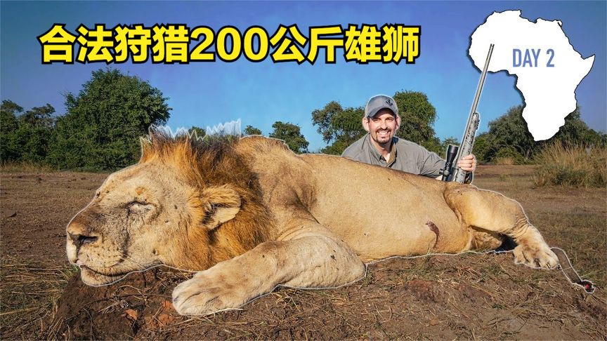 猎人远赴非洲狩猎狮子，一枪放倒200公斤雄狮，结果却备受争议！