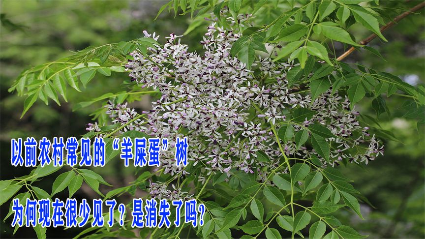 以前农村常见的“羊屎蛋”树，为何现在很少见了？是消失了吗？