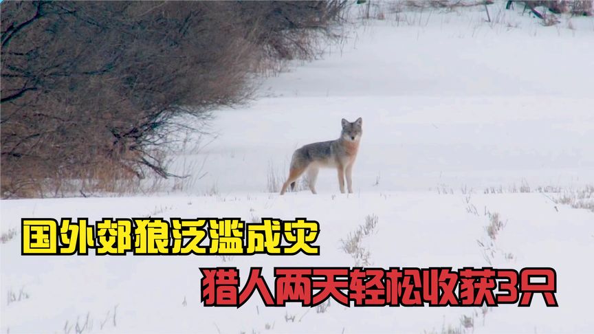 国外郊狼泛滥成灾，猎人用秘密武器吸引郊狼，两天竟成功收获3只