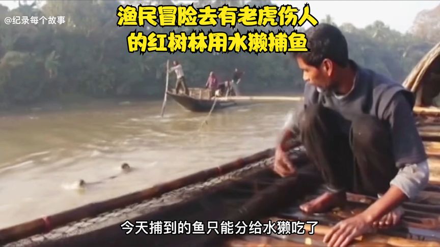 纪录片：老虎频繁伤人，渔民为了生活冒险进入红树林利用水獭捕鱼