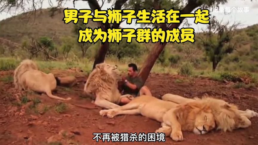男子为了保护狮子不惜放弃工作从千里之外来到非洲跟狮子一起生活