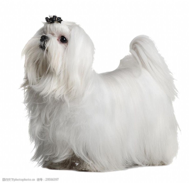 《长毛狗》电影解说文案