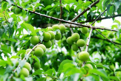 《青梅》电影解说文案