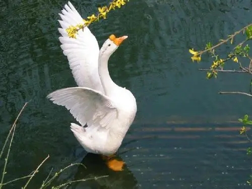 《咏鹅》电影解说文案