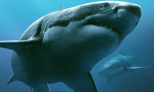 电影《鲨海 47》解说文案