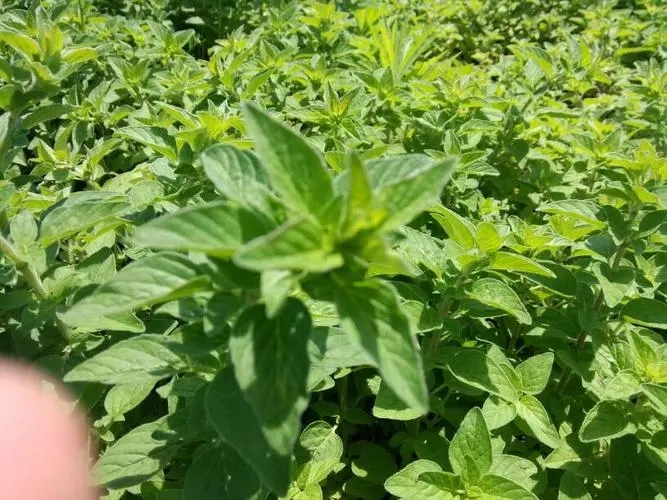 《香草》电影解说文案