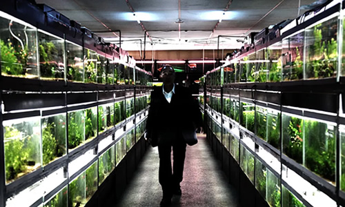 电影《冰冷热带鱼》解说文案