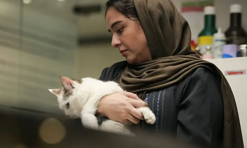 电影《金币灰黄》解说文案