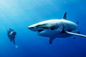 惊悚电影《鲨海》解说文案/片源下载