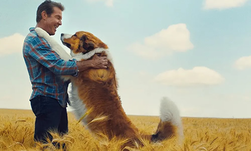 电影《一条狗的使命2》解说文案