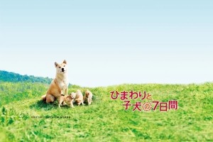 剧情电影《向日葵与幼犬的7天》解说文案/片源下载